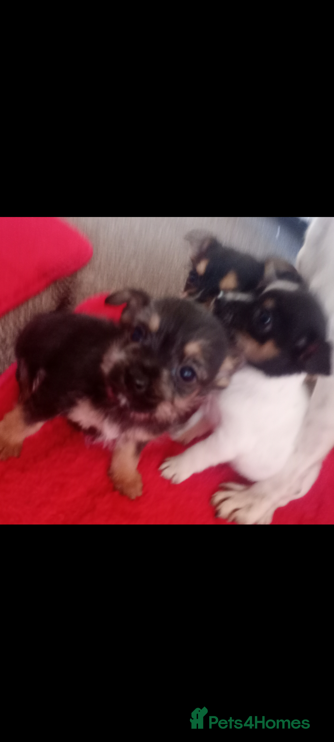 Mixed Breed dogs for sale: Jack Russell puppies  - Advert 2