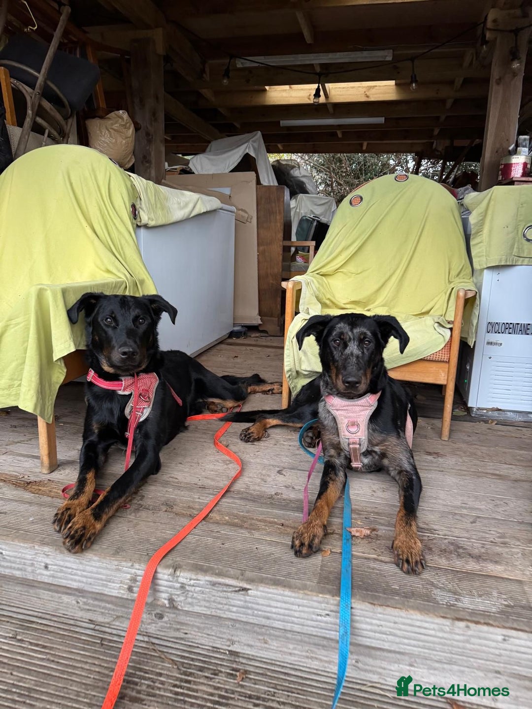 Beauceron dogs for sale: Health tested KC registered beauceron - Advert 11