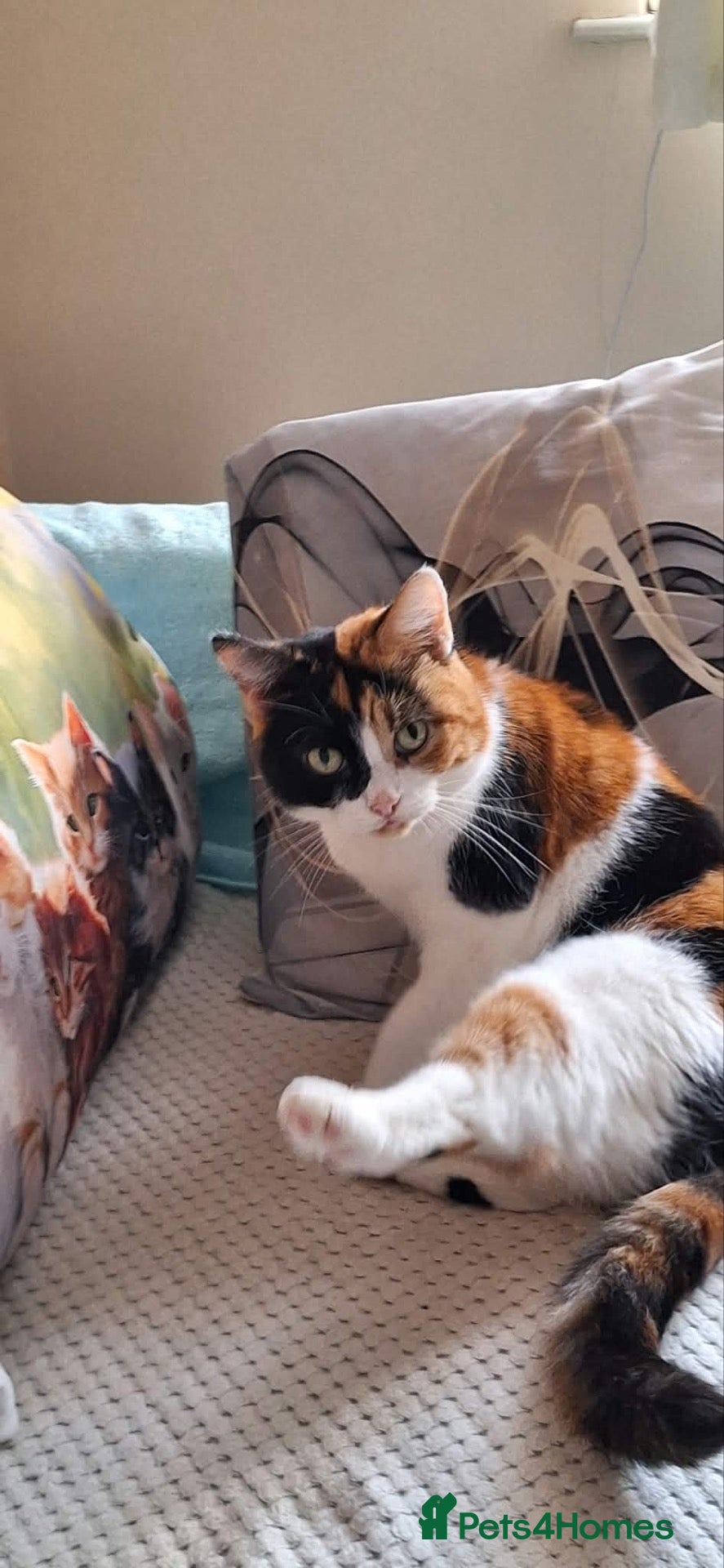 Mixed Breed cats for sale: 5 * home for for a beautiful three-colored cat. - Advert 3