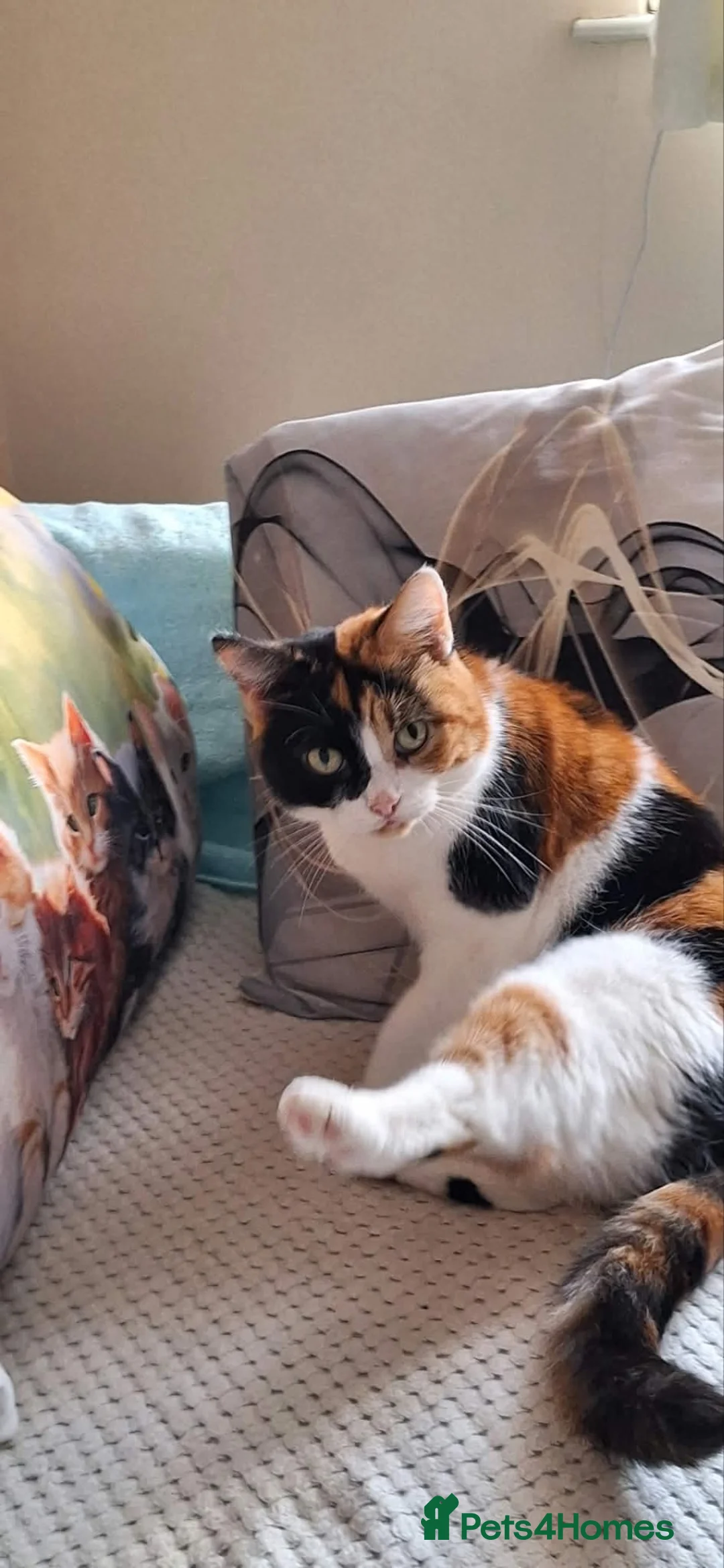 Mixed Breed cats for sale: 5 * home for for a beautiful three-colored cat. - Advert 1