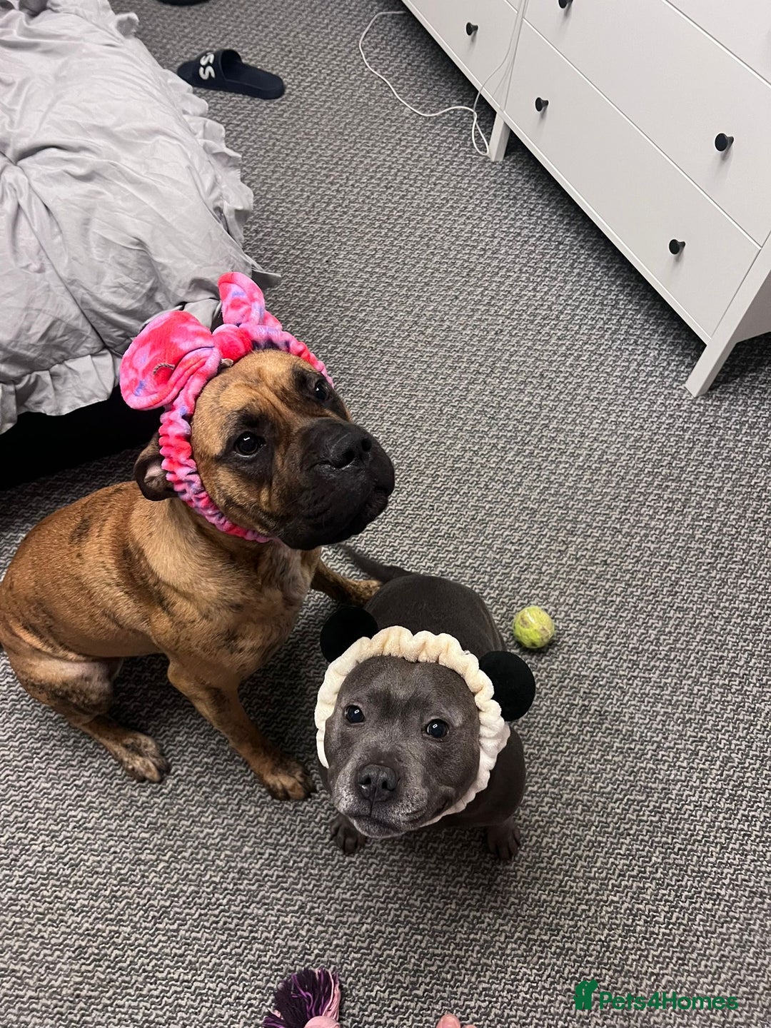 Presa Canario dogs for sale: Ecco  - Advert 11