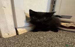 British Shorthair cats for sale: British shorthair kittens, all ready to leave  - Image 5