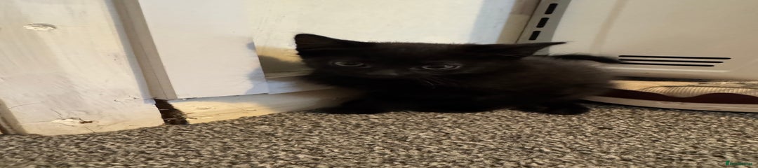 British Shorthair Kitten 1