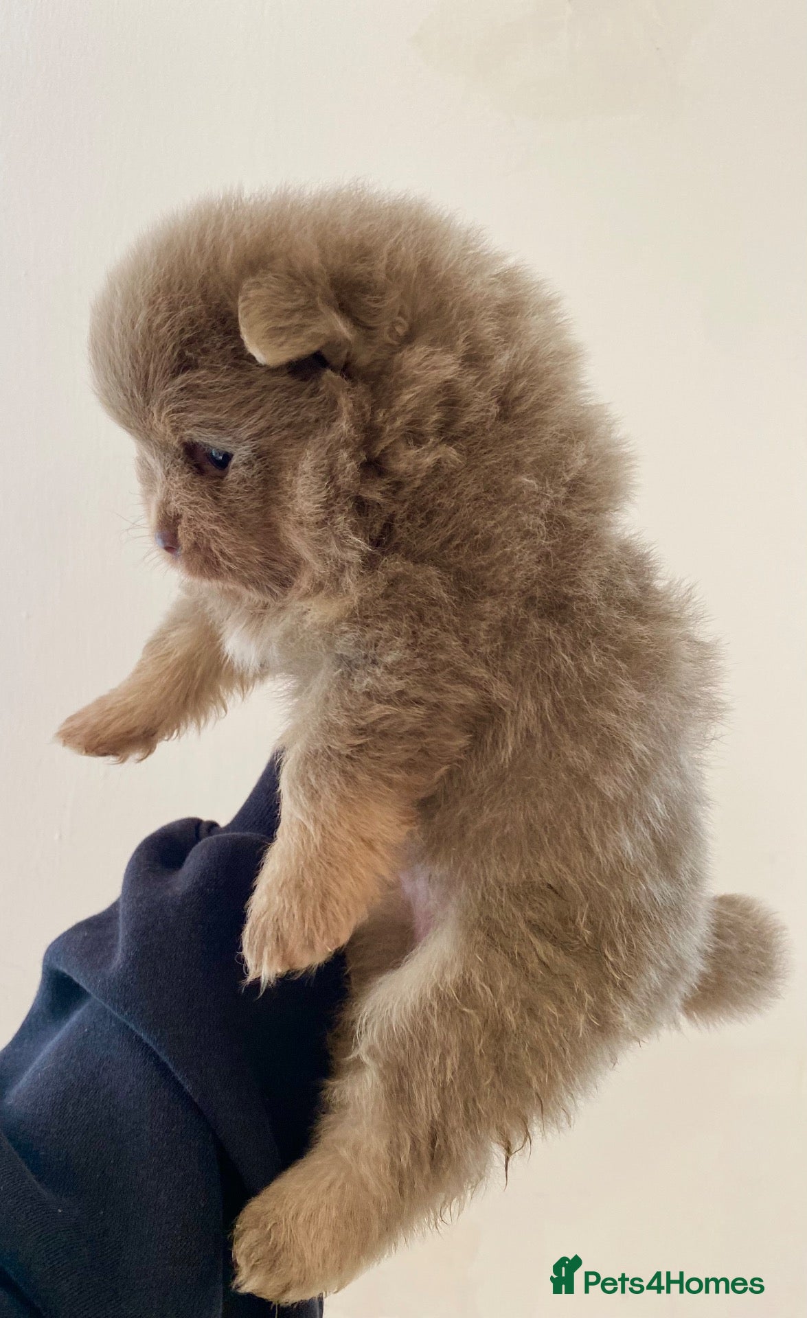Pomeranian dogs 🐻 TEDDY BEAR POMERANIAN PUPPYS 🐻 - Advert 14