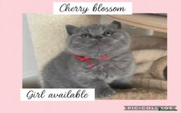 British Shorthair cats for sale: 🌸 Champion GCCF British Shorthair’s 🌸 - Image 10