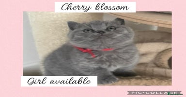British Shorthair cats - Advert 3