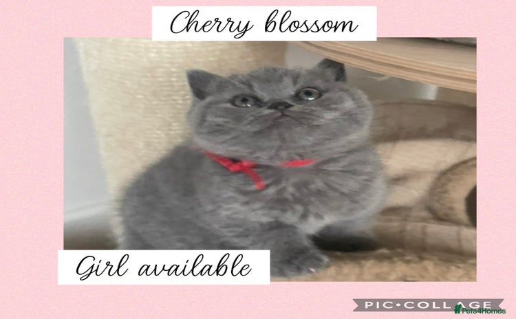 British Shorthair cats - Advert 14