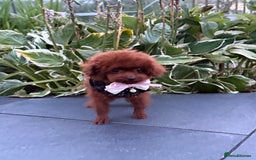 Toy Poodle dogs for sale: Asian teddy face toy poodles boys - Image 8