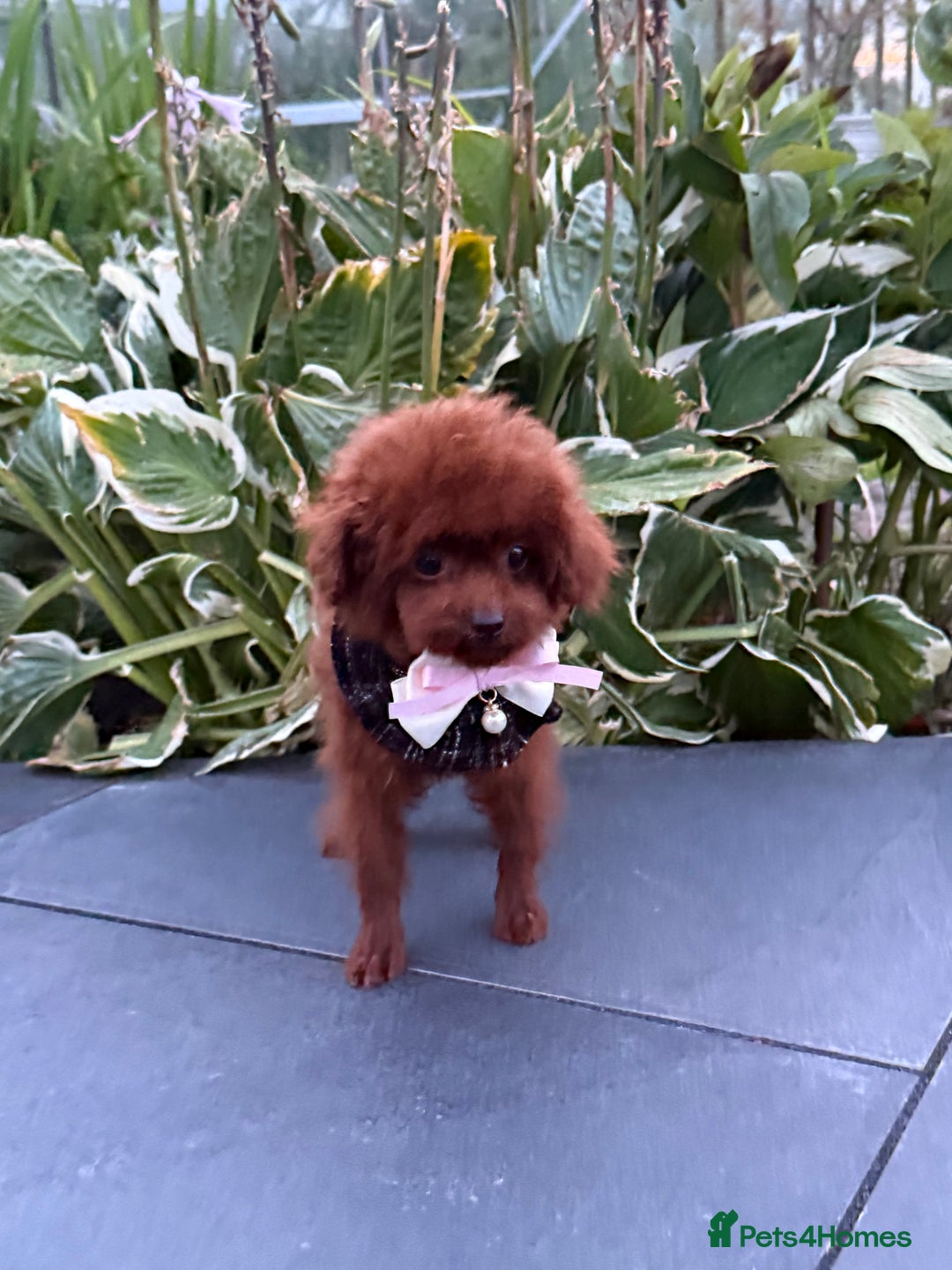 Toy Poodle dogs for sale: Asian teddy face toy poodles boys - Image 8