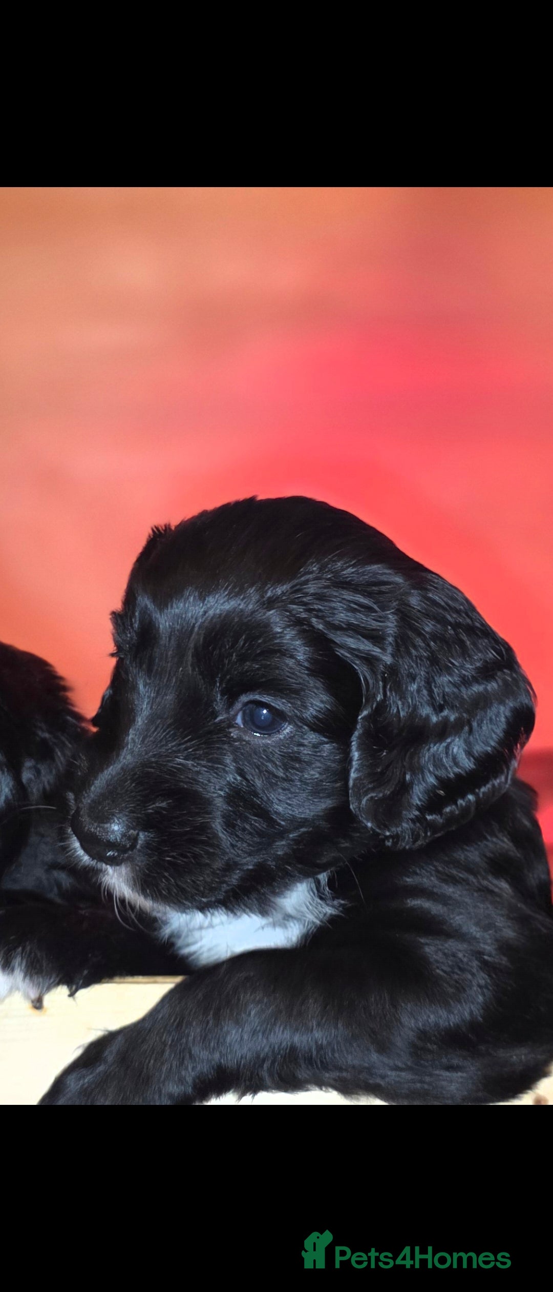 Sprocker dogs for sale: Beautiful chunky sprocker spaniel puppies  - Advert 7