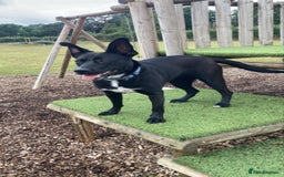 Mixed Breed dogs for adoption: Hollie needs her forever home - Image 2