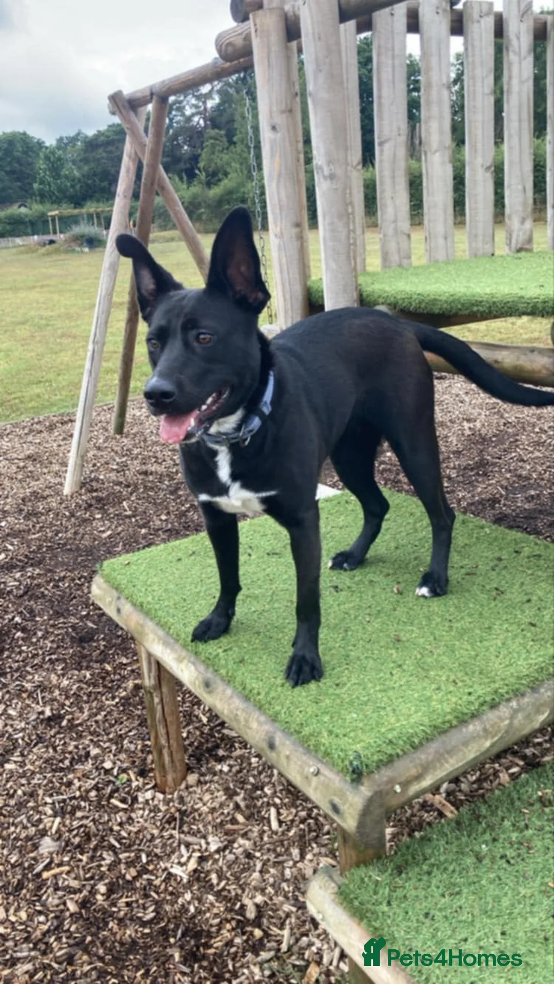 Mixed Breed dogs for adoption: Hollie needs a forever home - Advert 2