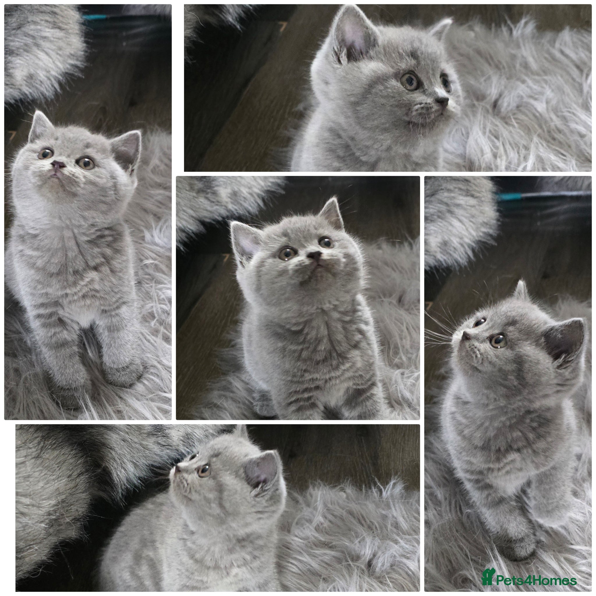 British Shorthair cats Little British shorthair kittens  - Advert 13