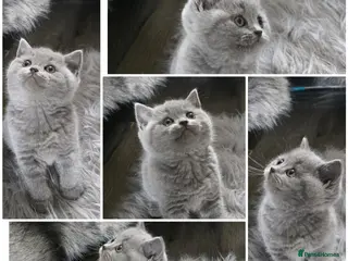 British Shorthair cats Little British shorthair kittens - Advert 13