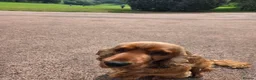 Cocker Spaniel dogs for stud: Stunning Spaniel for stud - Advert 3