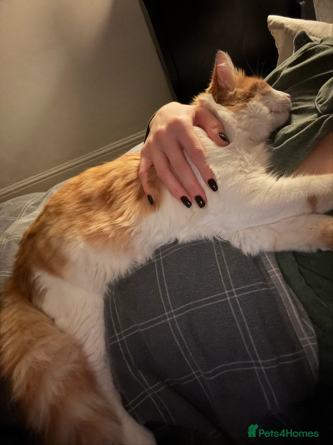 Mixed Breed cats for sale: Ginger boy mixed with ragdoll - Advert 3