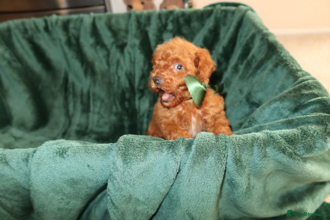 Maltipoo dogs for sale: Red Maltipoo boy 👑  - Advert 5