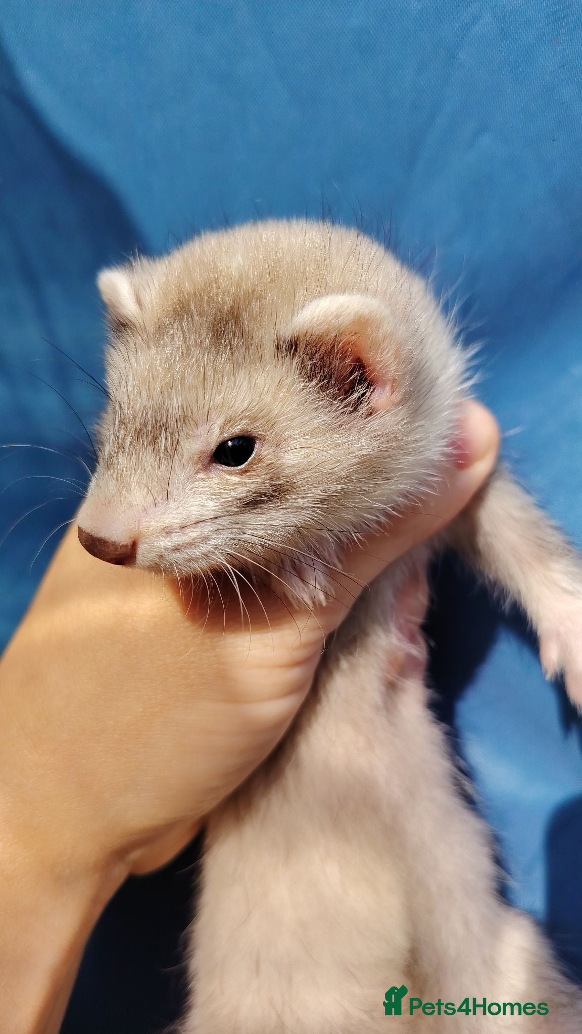 Ferret rodents Full and half Angora kits ready now - Advert 2