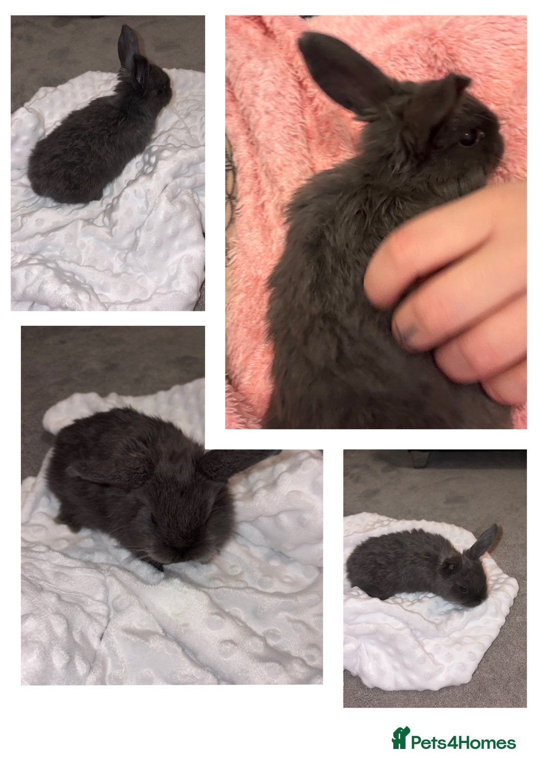 Mini Lop rabbits for sale: Mini Lop bunnies  - Advert 3