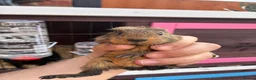 Guinea Pig rodents for sale: guinea pigs  in Melton Mowbray - Advert 4