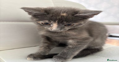 Domestic Shorthair cats - Advert 3