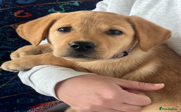 Labrador Retriever dogs - Advert 1