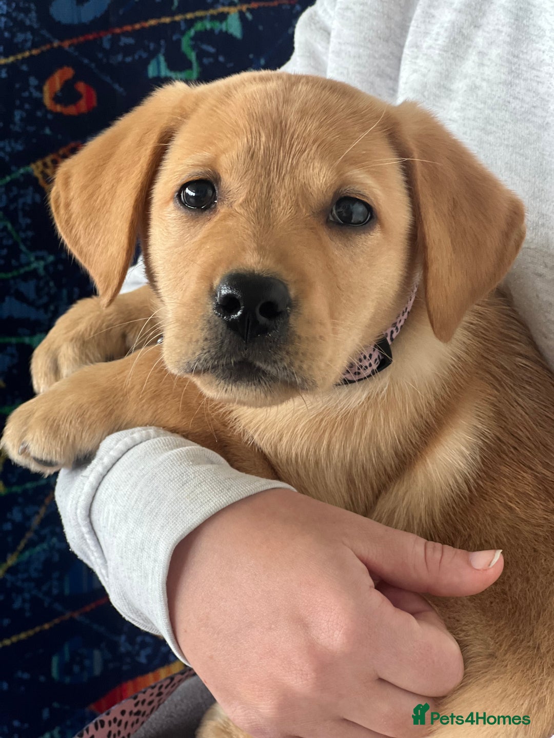 Labrador Retriever dogs for sale: beautiful female labrador puppy  - Image 1