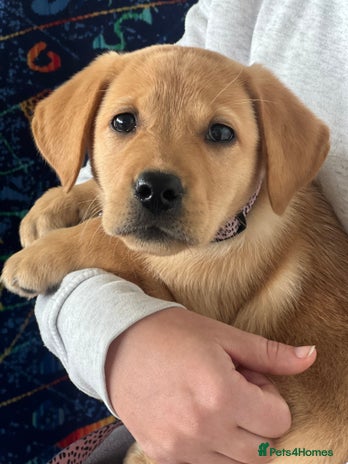 Labrador Retriever dogs - Advert 1