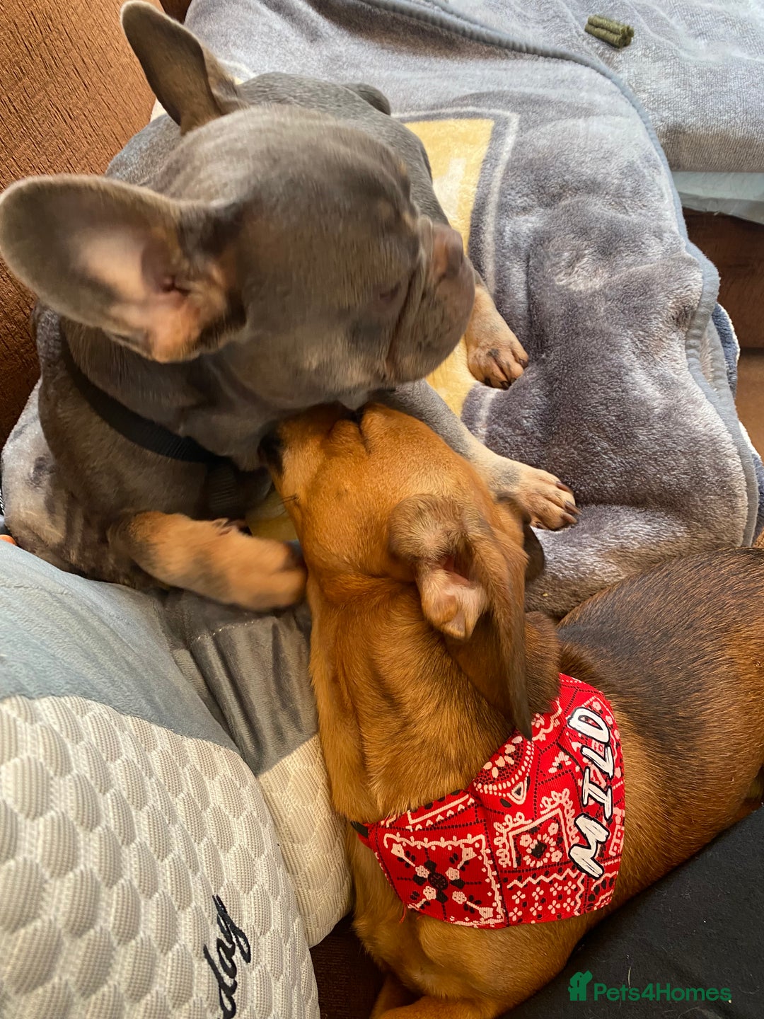 Mixed Breed dogs for sale: French bulldog x chiweenie puppies  - Advert 6