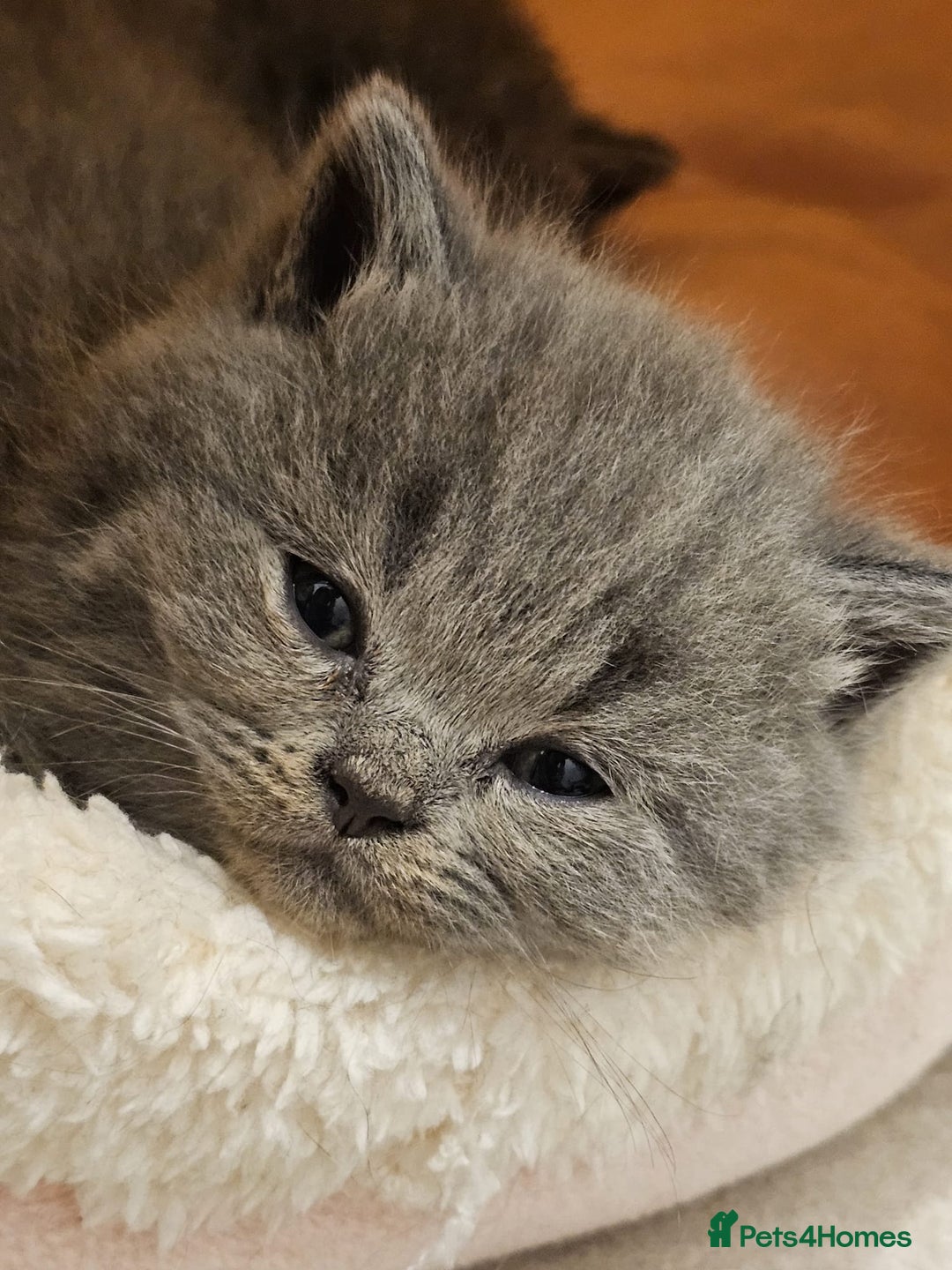 British Shorthair cats for sale: British Blues 🐻💙 - Image 7