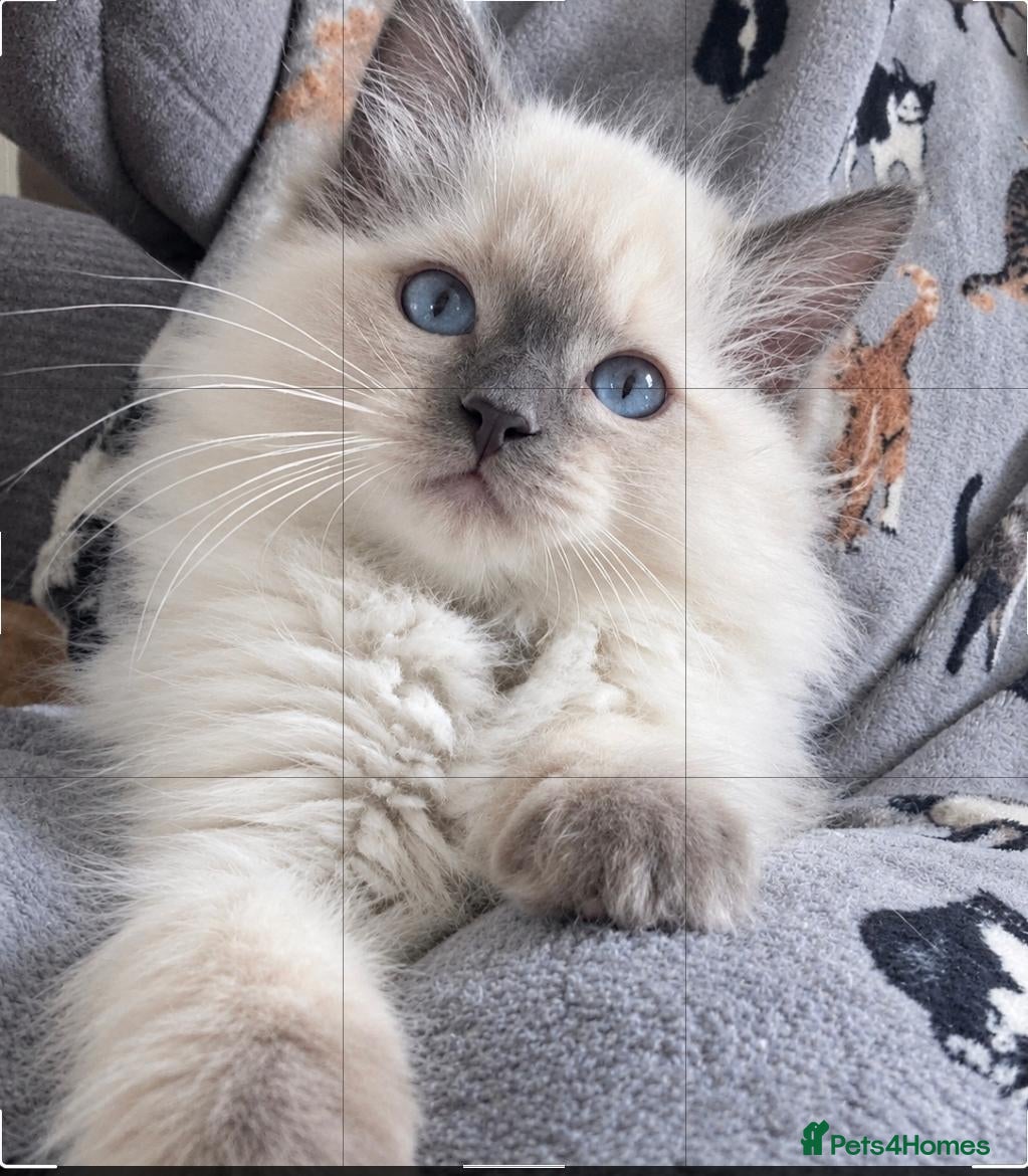 Ragdoll cats Stunning Fluffy Ragdolls. - Advert 1