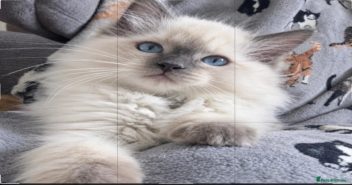 Ragdoll Kittens for sale | Pets4Homes