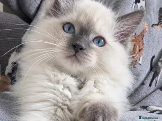Ragdoll cats Stunning Fluffy Ragdolls. - Advert 1