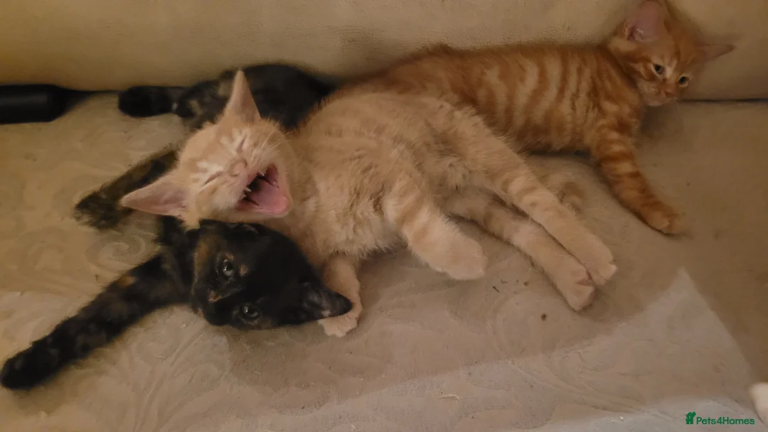Mixed Breed cats for sale: Five Gorgeous Kittens Available! - Advert 39