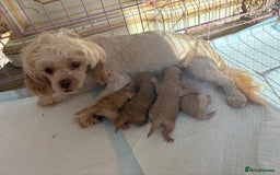 Shihpoo dogs for sale: Shihpoo - Image 9