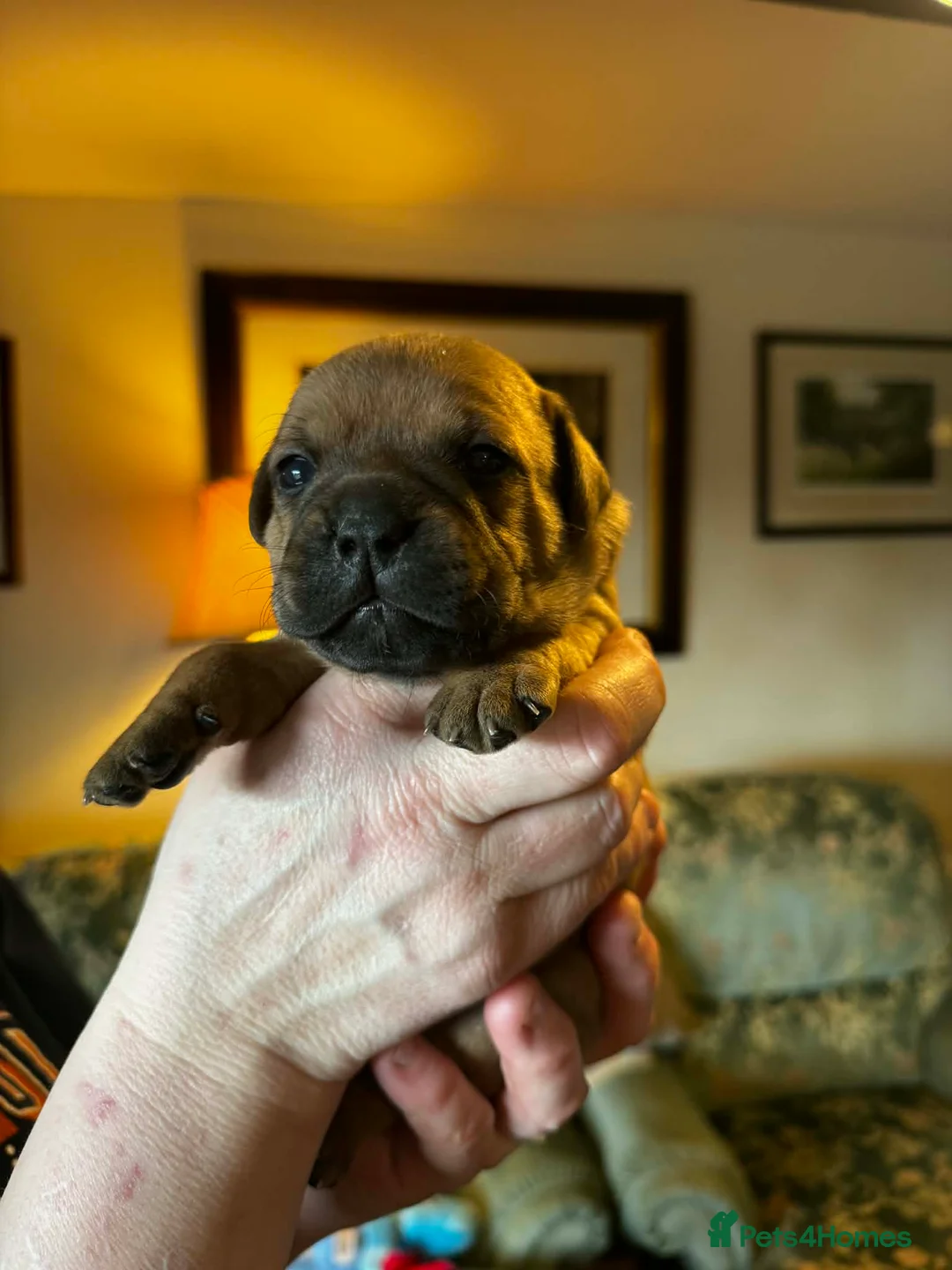 Staffordshire Bull Terrier dogs for sale: Stunning red dog puppies  - Advert 11