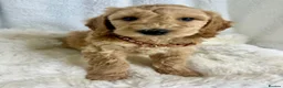 Goldendoodle dogs for sale: Top quality, health tested multiGen Double Doodles - Advert 17