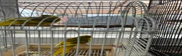 Parrots birds for sale: Kakarikis for sale very playful and tameable in Leicester - Advert 4