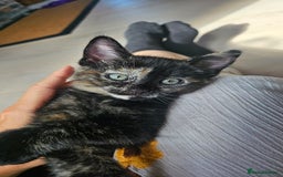 Mixed Breed cats for sale: 4 adorable kittens | ragdoll mix - Image 2