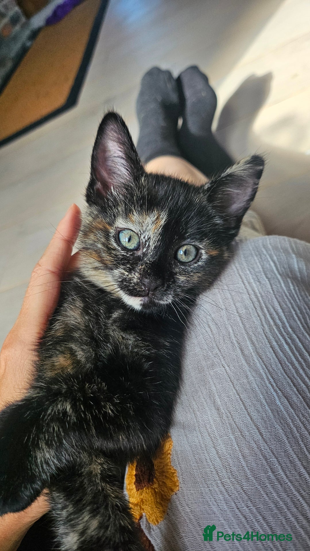 Mixed Breed cats for sale: 4 adorable kittens | ragdoll mix - Image 2