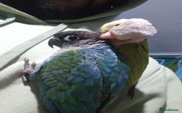 Conures birds for sale: Tame Male & Female Pineapple Conures - Image 20