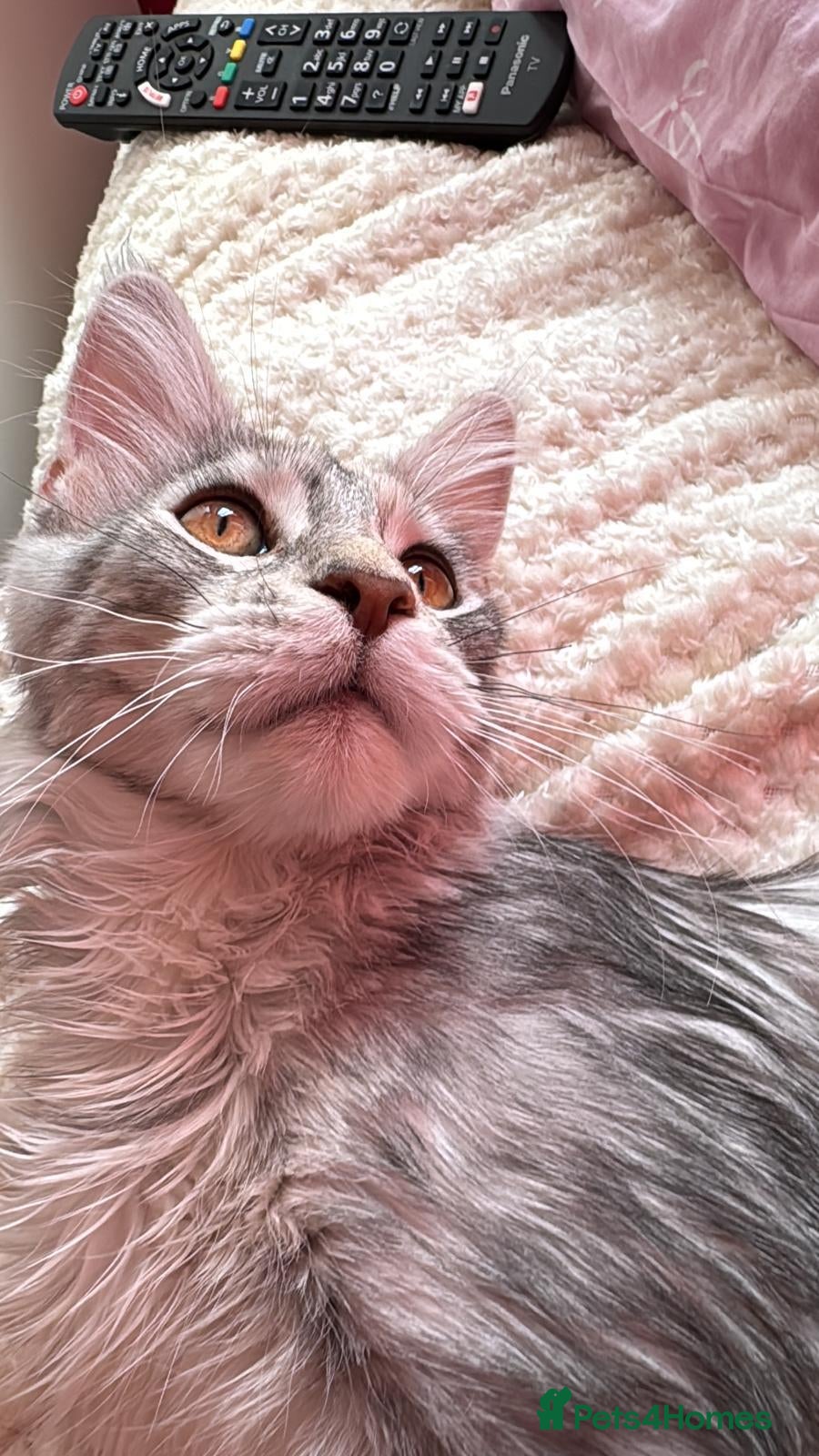 Maine Coon cats 🩷 Stunning Silver Girl she is so cuddly 🩷 - Advert 2