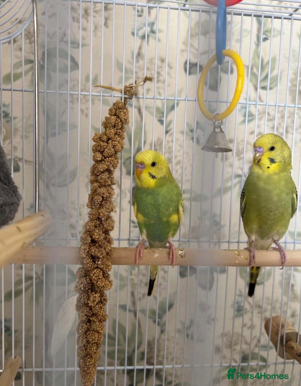 Budgerigars birds for sale: Budgies  - Advert 10
