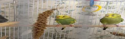 Budgerigars birds for sale: Budgies  in Worcester - Advert 4