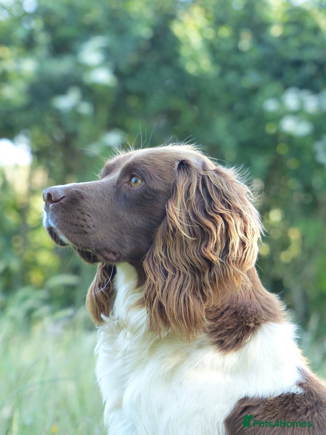 English Springer Spaniel dogs for stud: ACE SPIRIT ONE OF ELISHADE  in Tonbridge - Image 1