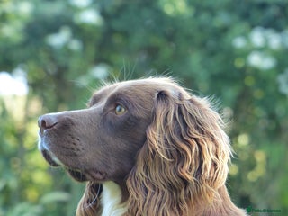 English Springer Spaniel dogs in Tonbridge - Advert 4