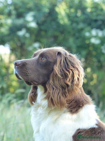 English Springer Spaniel dogs in Tonbridge - Advert 1