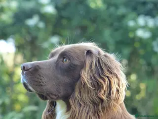 English Springer Spaniel dogs ACE SPIRIT ONE OF ELISHADE in Tonbridge - Advert 1