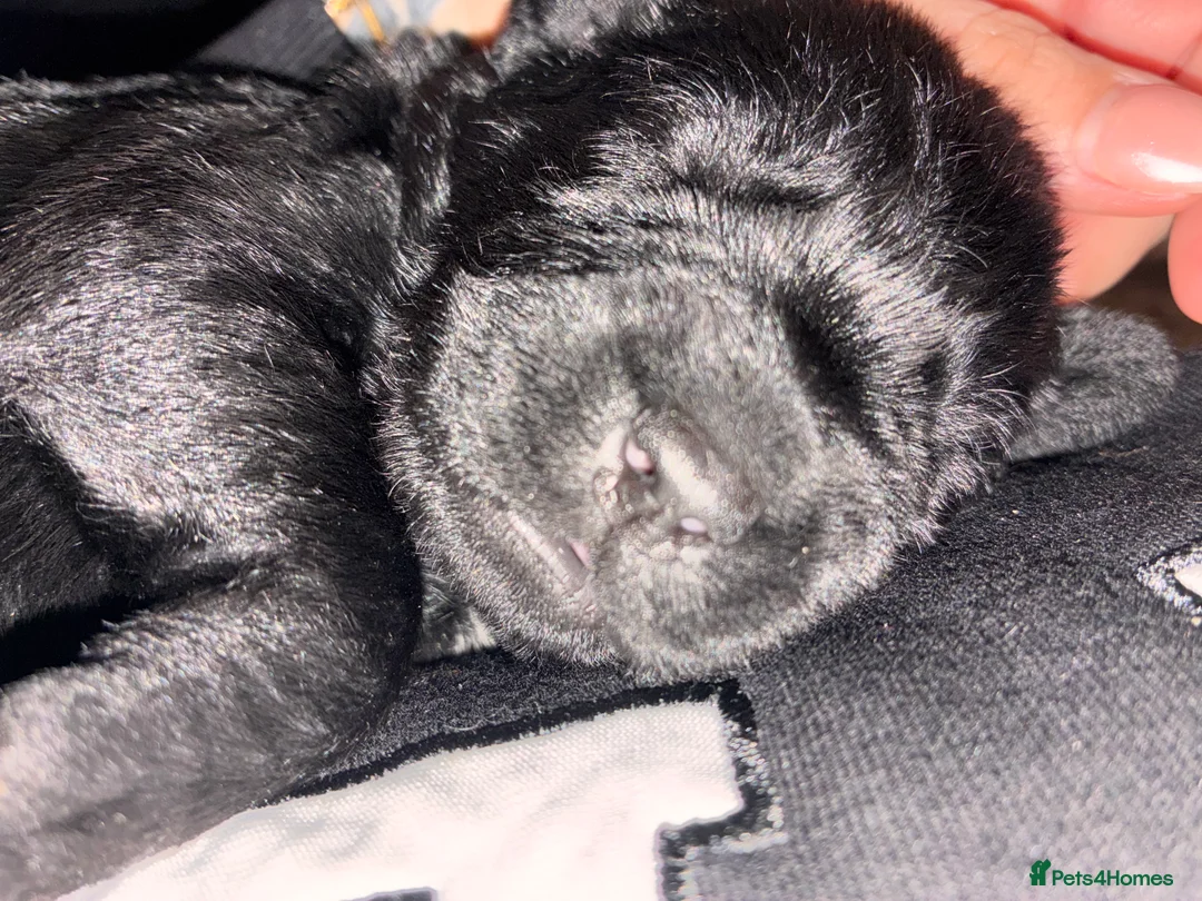 Mixed Breed dogs for sale: Beautiful puppies!  in Chesterfield - Advert 7