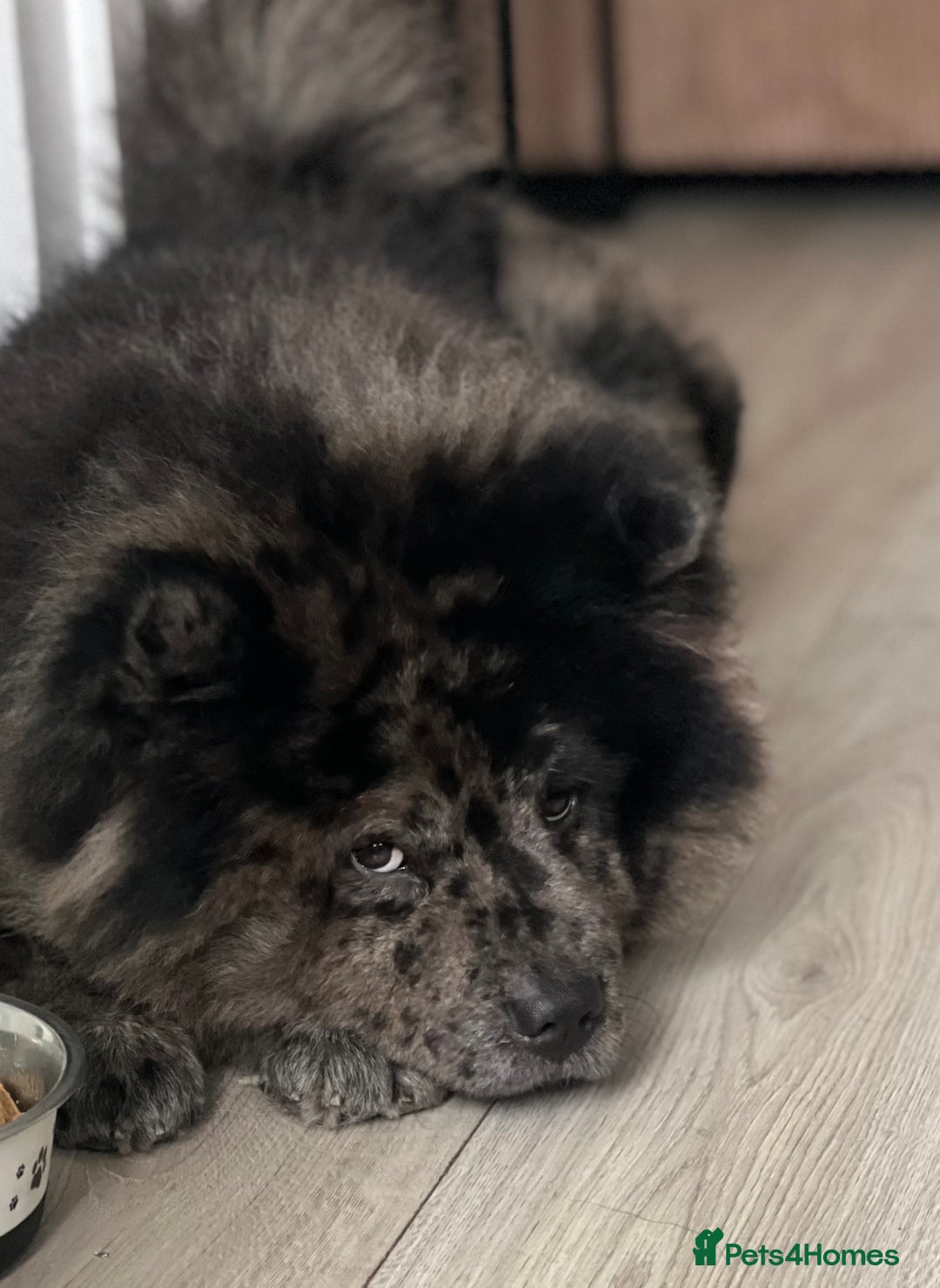 Chow Chow dogs for stud: STUD - Merl Chow Chow stud  - Advert 7